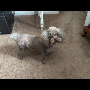 Meet your Posher, Billy